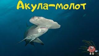 Пізнавальні відео для дітей українською мовою. Морські жителі. Підводний світ.