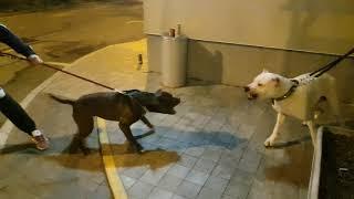 Dogo argentino vs pitbull (dogo2years-pit4years) NO FIGHT This is  example of what not to do!