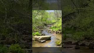 Creek in the Jesse James Project - Owner Financed Land for Sale in Missouri  - JJ0G #shorts #offgrid