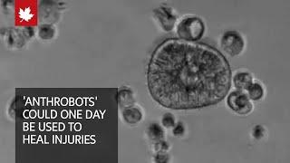 These tiny biobots made from human cells could heal injuries