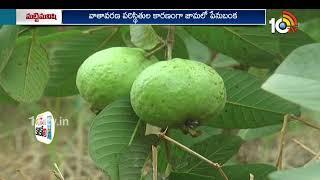 జామతోటల్లో పెనుబంక నివారణ |Guava Cultivation | Matti Manishi | 10TV News