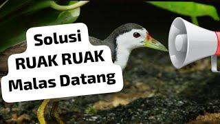 SUARA RUAK 2024. PANGGIL RUAK RAWA yang susah keluar, pikat kurwok