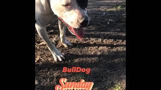 Pro-Styles Kennel Happy BullDog Sunday