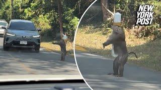 WATCH: Monkey uses human-like hand signals to direct traffic