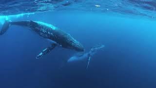 Whales and Seals - Dive Jervis Bay 4k