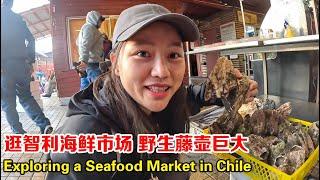 Chinese Girl Explores Chilean Seafood Market, Finds Wild Barnacles!