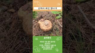 산에서 버섯 만나기 2 #송이버섯 #자연산송이