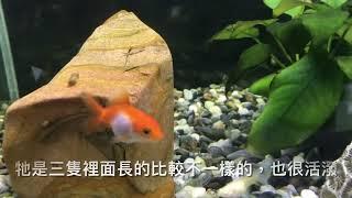 三金到我家2，取名字，孔雀魚混養篇