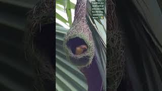 Avian Architect’s Masterpiece ️  #bayaweaver  #nest #nestbuilding #nature
