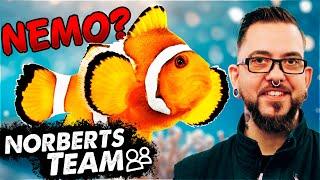 die interessante Welt der CLOWNFISCHE | NORBERTS TEAM | Zoo Zajac