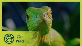 Caribbean: The Wild Side of Paradise - Wildest Islands - Go Wild