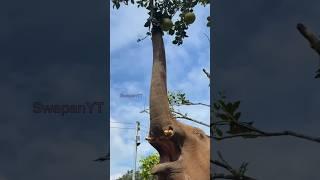 How elephants eat oranges from trees #shorts #youtubeshorts #animals #elephant