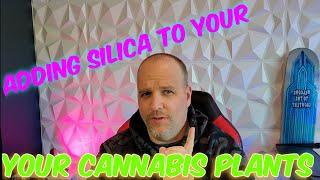 Adding Silica To Your Plant, For Huge Results