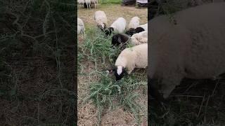 Dorper Sheep Love Tagasaste For Breakfast