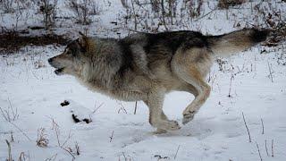 Yamnuska Wolfdog Sanctuary