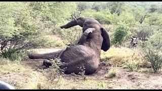 Elephant Bull playing in the mud | Struggling to get up