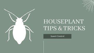 How to Prevent Insects on your Houseplants 2023