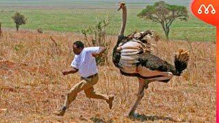 OSTRICH ATTACKING PEOPLE