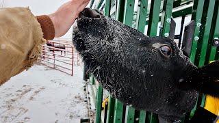 How To Draw Blood in Cattle For Veterinary Diagnostic Purposes