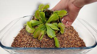 Feeding worms to my Venus flytrap