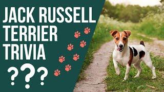 Jack Russell Terrier Trivia Game: You Won't Believe These 17 Fun Facts! #jackrussellterrier #trivia