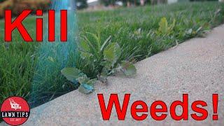 How To Kill Weeds In Your Lawn | Spot Spraying