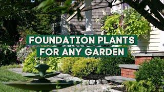 10 Foundation Plants that Will Fit In Any Garden!   // PlantDo Home & Garden