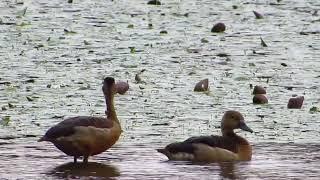 Beautiful Water Birds - A Pair of Falvous Whistling Duck