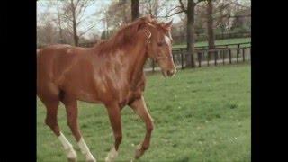 Secretariat in retirement