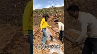 Plastic Bottle Seedling Shield! Genius Farming Tool DIY