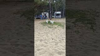 혼자 놀고있다가 어린 강아지가 덤빈다 #말티즈 #격한환영 #강아지캠핑 #쫄보강아지