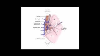 STS U 2020 Course 1: VATS Lobectomy