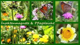 Insektenfreundliche & Pflegeleichte Pflanzen für den Garten