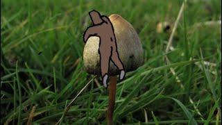 The “special” mushroom•England•UK