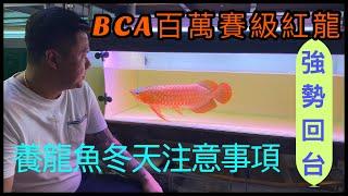 龍魚系列-百萬賽級紅龍強勢回台,完美的身形比例搭配極致體色,整體上充滿了霸氣,犀利的眼神就像一隻老鷹府望著你,冠軍血統只是基本,還要是菁英中的菁英,養龍魚冬天換水的與該注意的事項