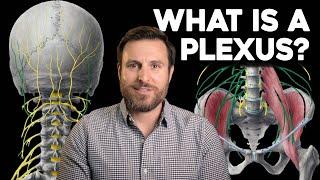 What is a Plexus? | Corporis