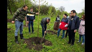 ''Tumanyan Shaurma'' - Կողբ ծառատունկ