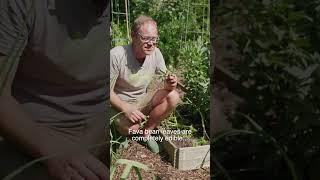 You can eat fava (broad) bean leaves...