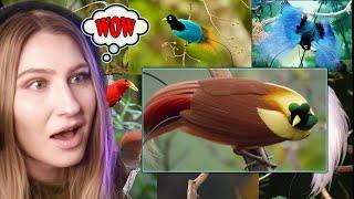 Tanah Papua A Paradise For Birds REACTION | Carlie Shea What Now Reacts Indonesia