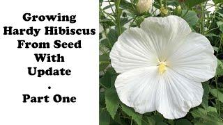 Growing White Dinnerplate Hibiscus From Seeds With Update