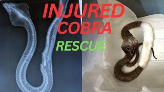 SNAKE RESCUE #290