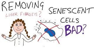 Removing senescent cells bad??