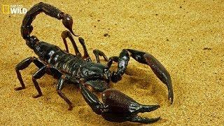 Wild Animals I Scorpion: dangerous animals I BBC Wildlife