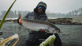 Fly Fishing Great Lakes Steelhead Fall 2021