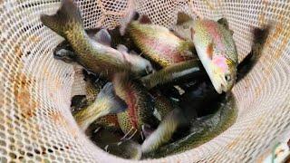 Stocking RAINBOW TROUT with NH Fish & Game!