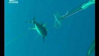 Подводная охота на тунца Spearfishing tuna