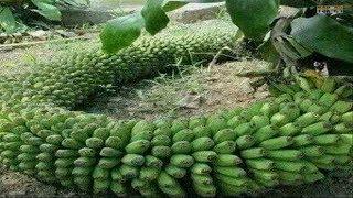 WOW! Strange Banana trees - Amazing Agriculture Technology