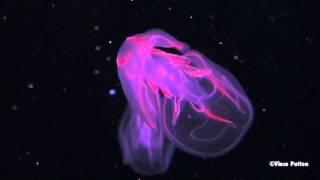 Bioluminescent Jellyfish