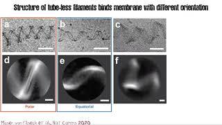 The unique ESCRT-III mechanics that drives membrane remodelling - Oct 19th 2020