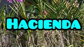 HACIENDA NI KAEL ELKINS#lyntek#KAEL ELKINS#AMAZINGYAGZCHANNEL